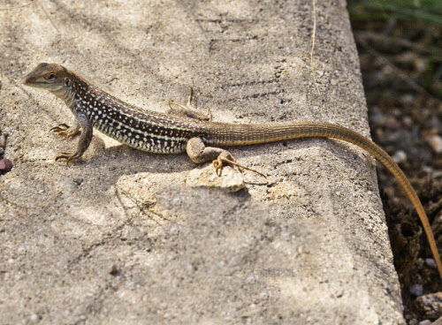 Lizard